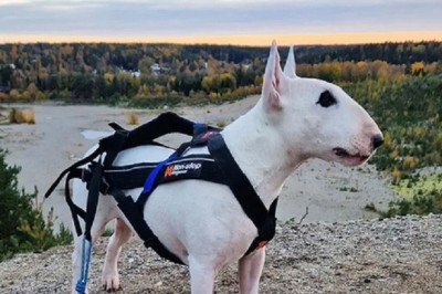 The Heartwarming Tale of Edith and Her Shadow: When Playtime Turns Into Pure Joy!