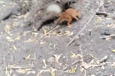 UnBEARably cute wild squirrel steals the show!