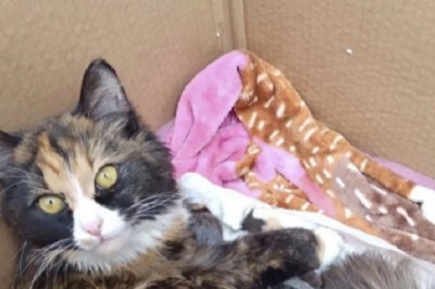 Unlikely Hero: Sterilized Cat Adopts Abandoned Kittens, Melting Hearts Worldwide