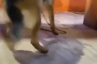 Barking Bellhop: Sheepdog Shows Off Unexpected Bell-Ringing Talent in Hilarious Video!