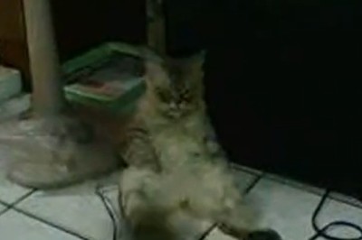 Cat-astrophe Gold: The Epic Tail of a Cat Watching...Literally Nothing!