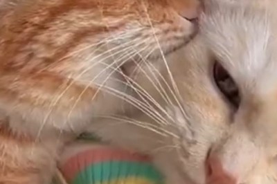 Cat Fight Club: Hilarious Showdown as Two Cats Battle It Out with Bite-Sized Comedy!