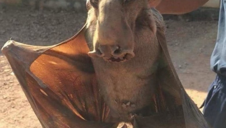 Hammerhead Fruit Bat: The Megaphone-Faced Vocalists of the African Night