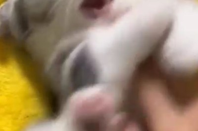 Hilarious Cats Gone Wild: A Compilation of the Funniest Cat Shenanigans!