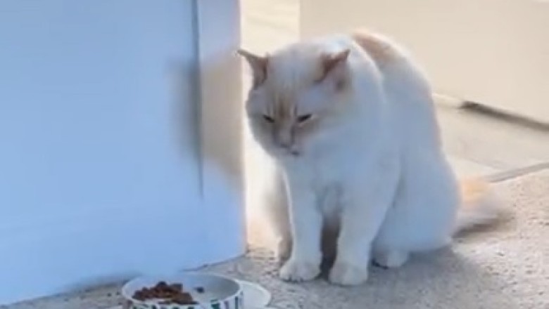 Nom Nom Feline Feast: Hilarious Cat Eats Its Way into Our Hearts!