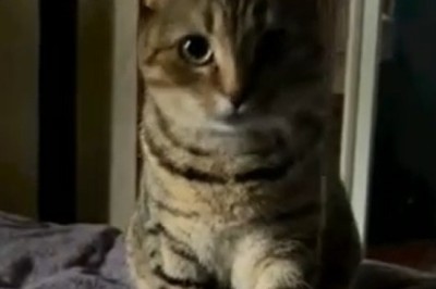 Purr-snickety Purrfection: Watch This EPIC Meltdown as a Cat Gets FUR-iously Angry Over a Ball!