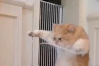 Purrfect Gymnast: Hilarious Video of Cat Mastering Rope Exercise Goes Viral!
