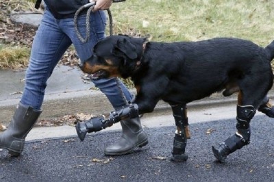 Heartbreaking Story: Brutus, the Rottweiler, Faces Cruelty and Disability