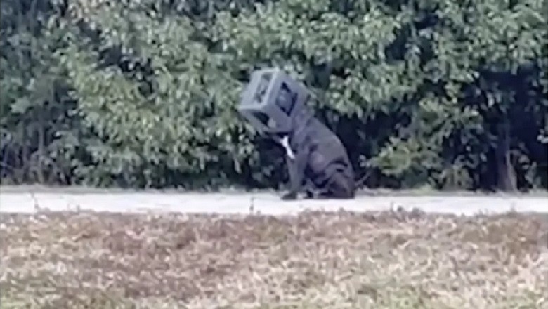 Heartwarming Rescue: Dog Freed From Year-Long Captivity with Trash Can on Head