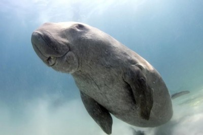 Manatee's Underwater Filmmaking Adventure: A Diver's Camera Heist
