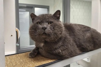 Rescuing Dakfon: The Heartwarming Tale of a Cat with Giant Cheeks