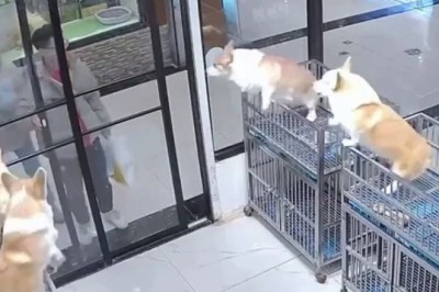 Synchronized Joy: A Tale of Corgis in Thailand