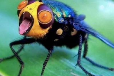 Tragic Decline: The Silent Extinction of Earth's Insects