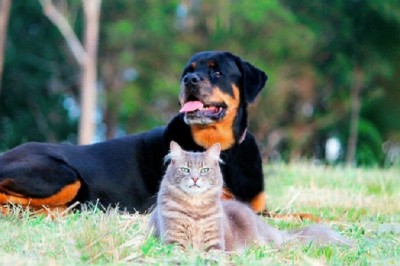 Unbelievable Pet Transformation: From Stray to Stunning - Heartwarming Story of Yaska and Compote