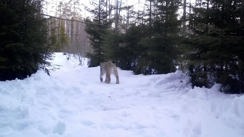 Captivating Wildlife Moments from Nizhne-Svirsky Nature Reserve