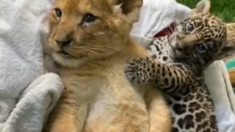 Adorable Duo: Tiny Tiger and Pal Take On Playtime Shenanigans!