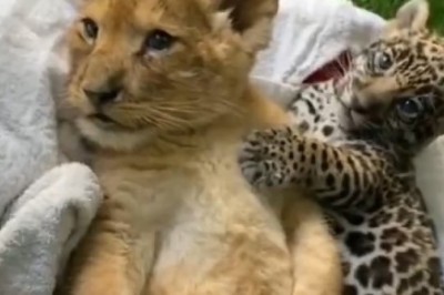 Adorable Duo: Tiny Tiger and Pal Take On Playtime Shenanigans!