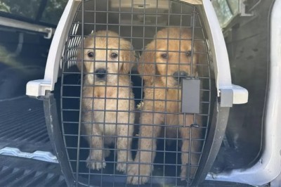 Heartwarming Rescue: 27 Golden Retrievers Saved from Horrific Conditions!