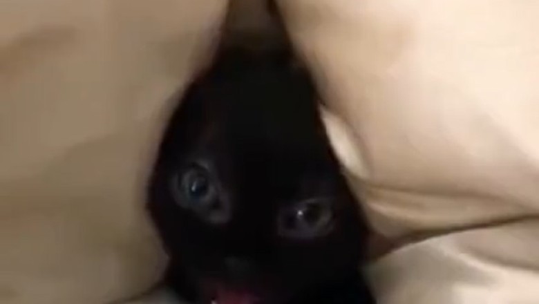 Purr-fectly Adorable: The Most Gorgeous Kitty in All the Land!