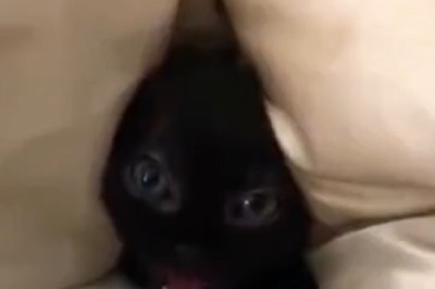 Purr-fectly Adorable: The Most Gorgeous Kitty in All the Land!