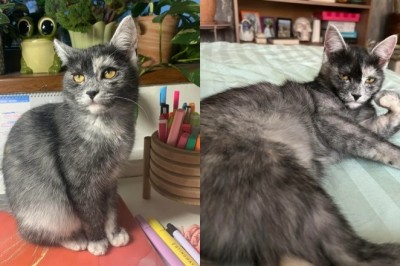 The Incredible Transformation of Amalka: A Kitten's Journey from Gray to Black!