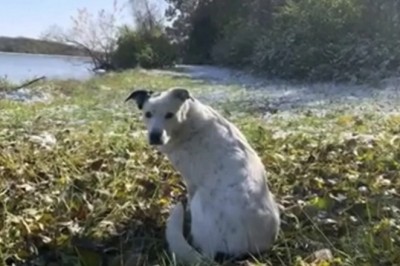 The Remarkable Reunion: Patches' Journey of Loss and Rediscovery!