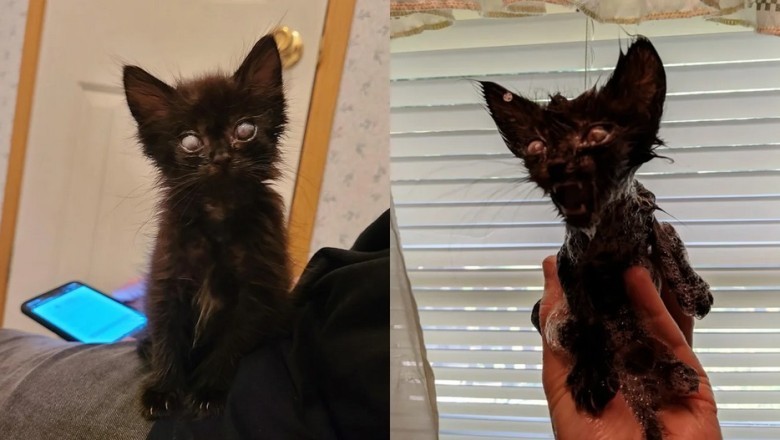 The Tragic Tale of Nuggy: A Soul Lost in the Shadows