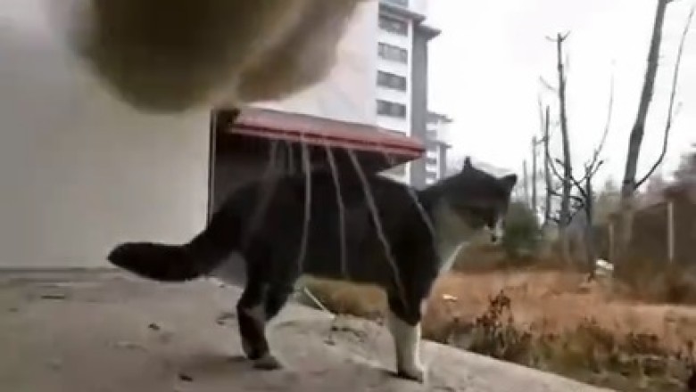 Claws Out Comedy: The Ultimate Showdown Between Two Feisty Felines!