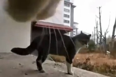 Claws Out Comedy: The Ultimate Showdown Between Two Feisty Felines!