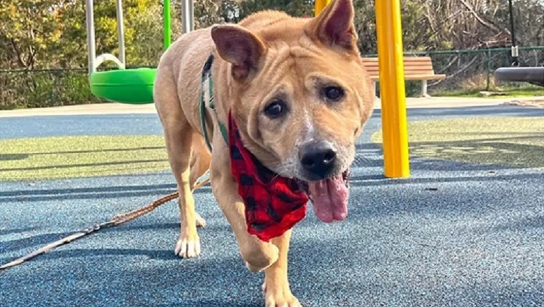 Finding Youth in Companionship: The Heartwarming Tale of Jeannette and Velcro