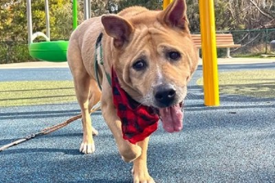 Finding Youth in Companionship: The Heartwarming Tale of Jeannette and Velcro