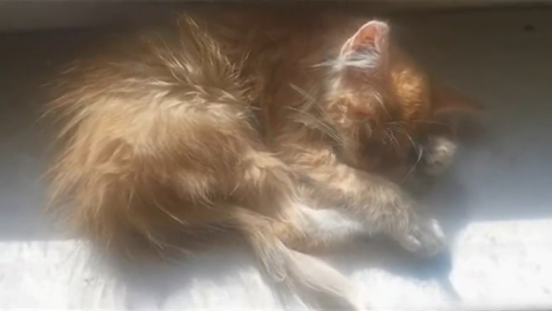 Napping Ninja: Hilarious Antics of a Sleeping Cat!