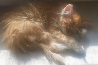 Napping Ninja: Hilarious Antics of a Sleeping Cat!