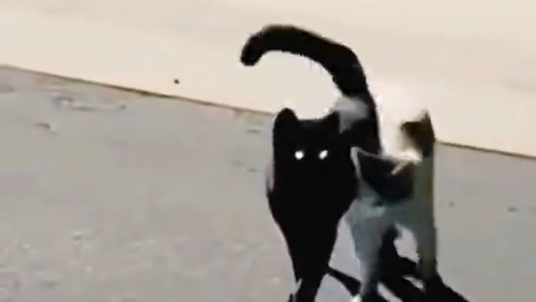 Pawsitively Adorable: The Purrrfect Friendship Between Two Cats!