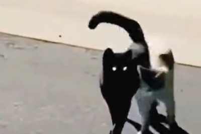 Pawsitively Adorable: The Purrrfect Friendship Between Two Cats!