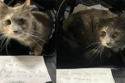 Priscilla the Cat: A Tale of Resilience and New Beginnings