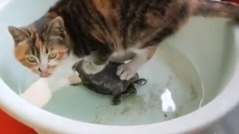 Purrfect Comedy: Cat and Turtle's Hilarious Odd Couple Adventures!