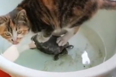 Purrfect Comedy: Cat and Turtle's Hilarious Odd Couple Adventures!