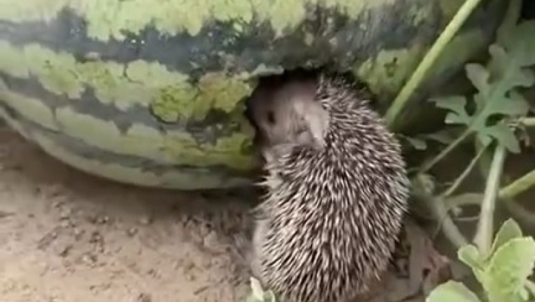 Spike and the Melon: A Prickly Comedy Duo Takes on Summertime Shenanigans!