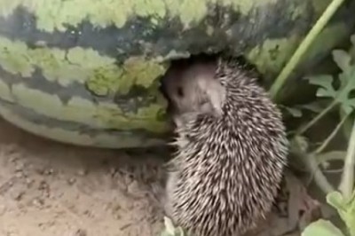 Spike and the Melon: A Prickly Comedy Duo Takes on Summertime Shenanigans!