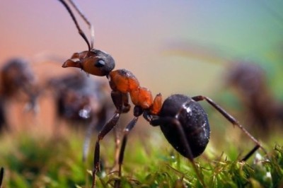 The Mind-Blowing Ant Navigation Secrets Revealed!