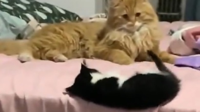 Cat-astrophic Cuteness: Kitten Chaos Unleashed!