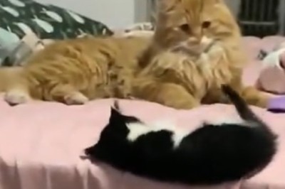 Cat-astrophic Cuteness: Kitten Chaos Unleashed!