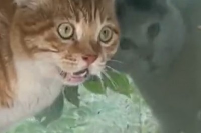 Cat Fight Chaos: Hiss-tory in the Making!