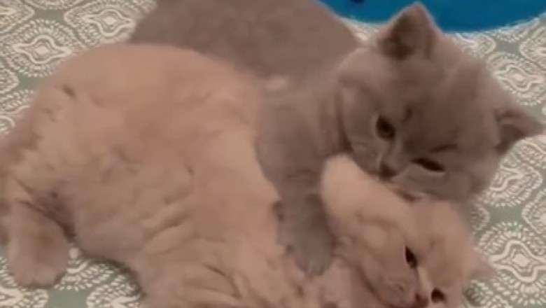 Double Trouble: The Grey Cat Chronicles!