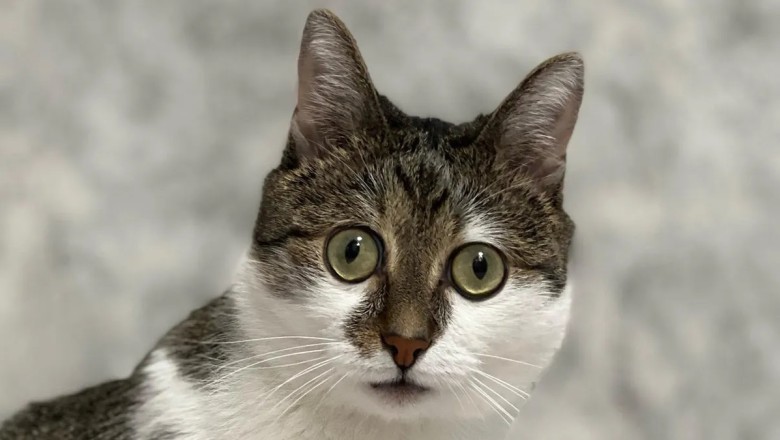 Fix: The Bug-Eyed Cat Taking the Internet by Storm!
