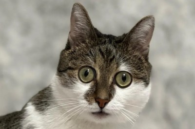 Fix: The Bug-Eyed Cat Taking the Internet by Storm!