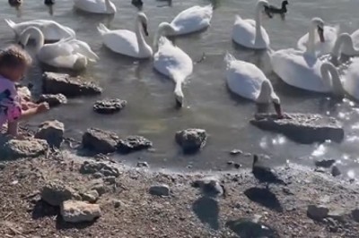 Hilarious Chaos Alert! Watch as a Goose Crashes the Beach Party!