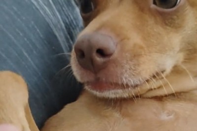 Paws for Drama: Hilarious Tale of a Dog Who 'Adopted' the Wrong Human!