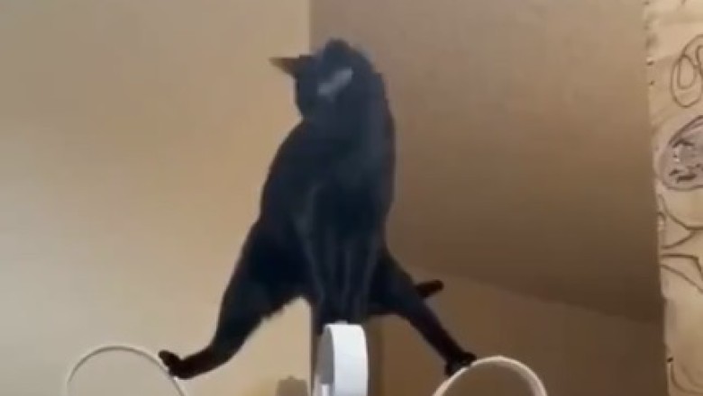 Purr-fect Crime: Cat Sneaks onto Terrace and Steals Hearts!
